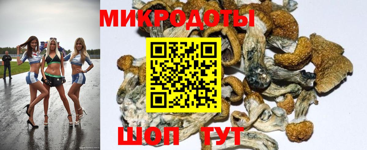 Псилоцибиновые грибы Psilocybe Киржач